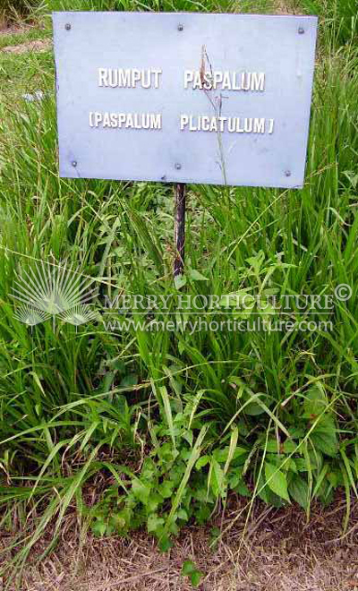 Paspalum Plicatulum